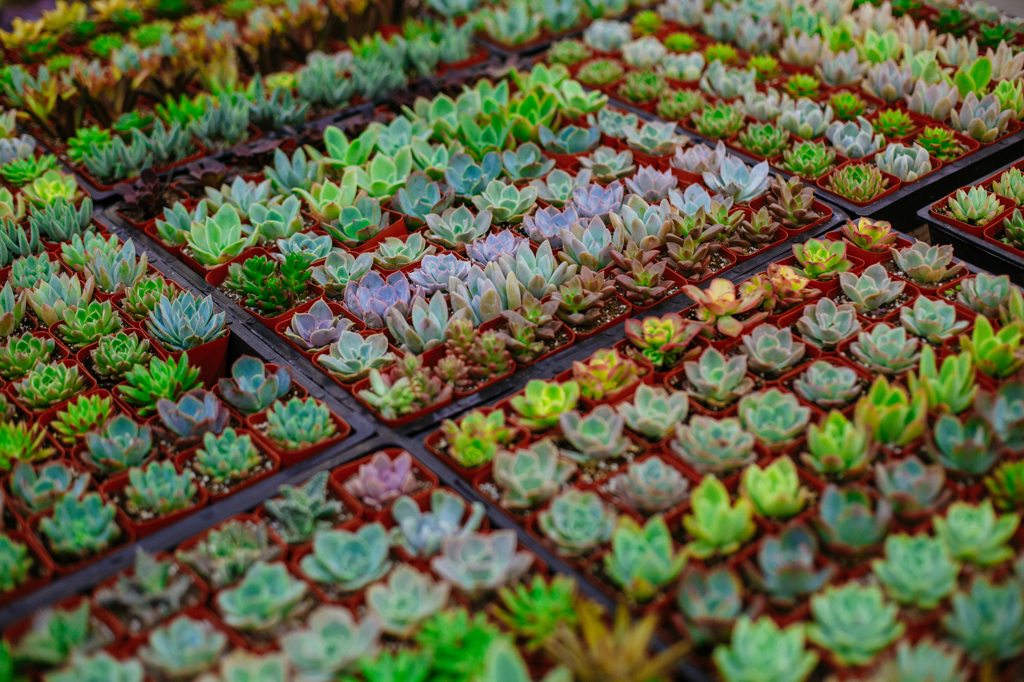 succulent plants in pots